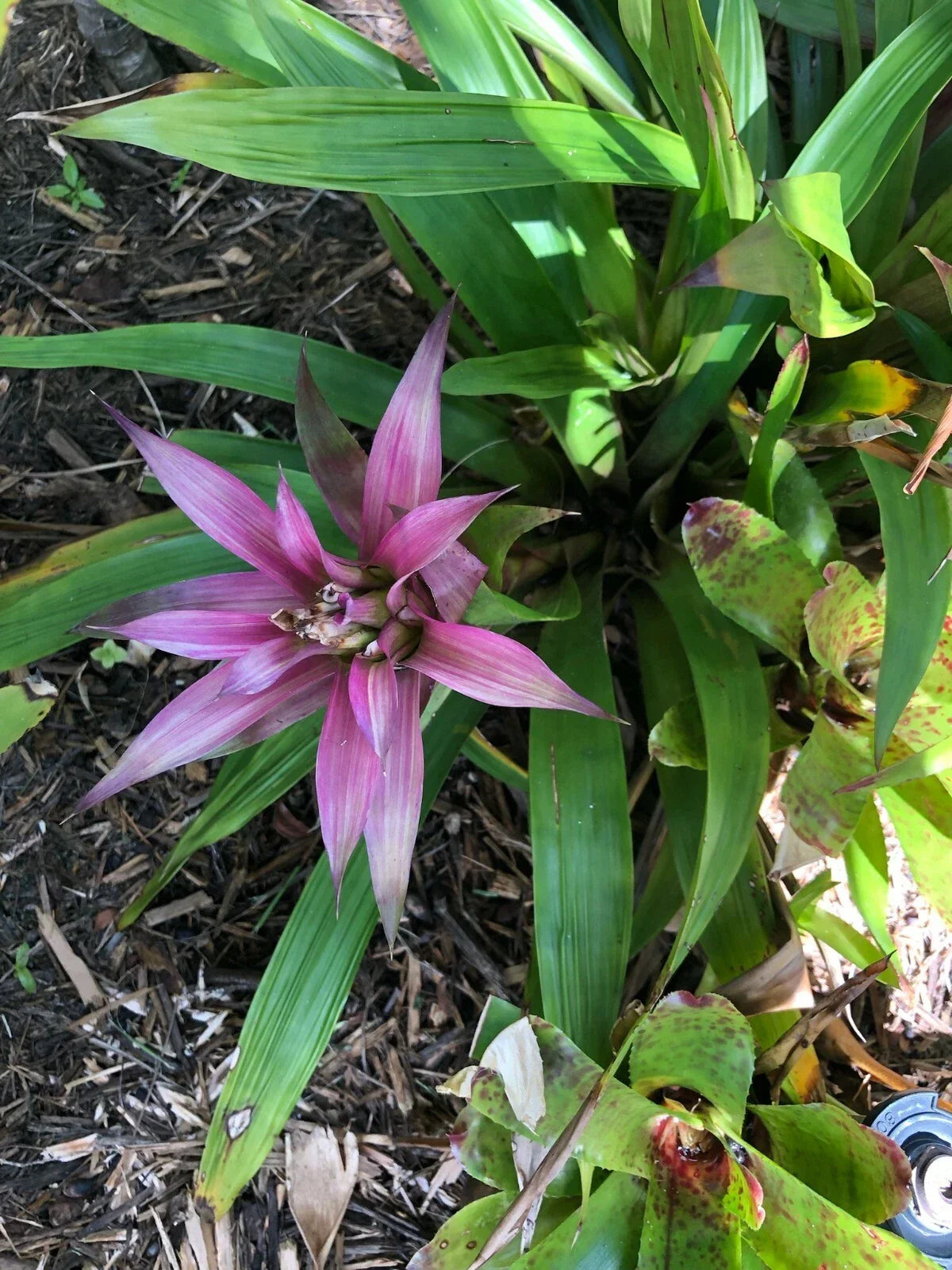 Guzmania Moonlight Bromeliad Plant - Medium Tropical Indoor Houseplant with Vibrant Blooms