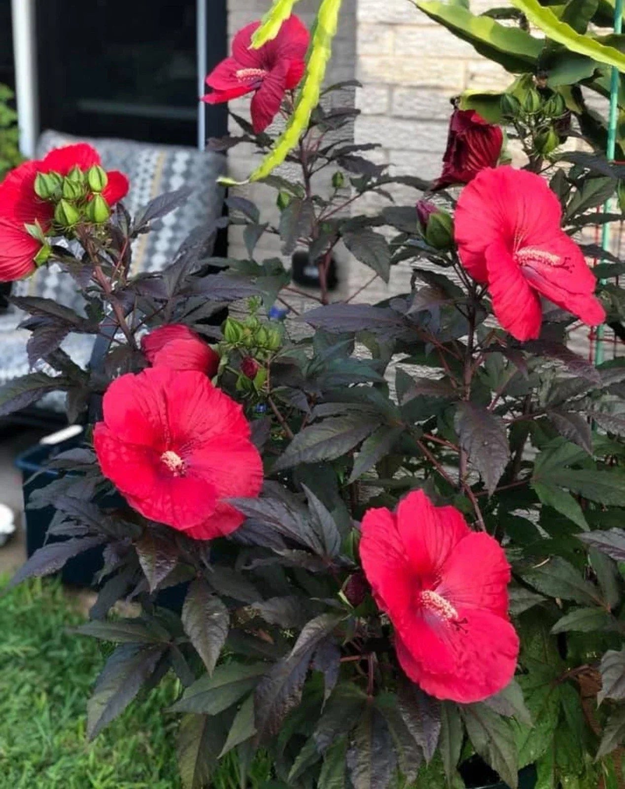 Mimi Hibiscus Plant - Small Rooted Starter with Huge 6-8” Pink Blooms - Hibiscus moscheutos