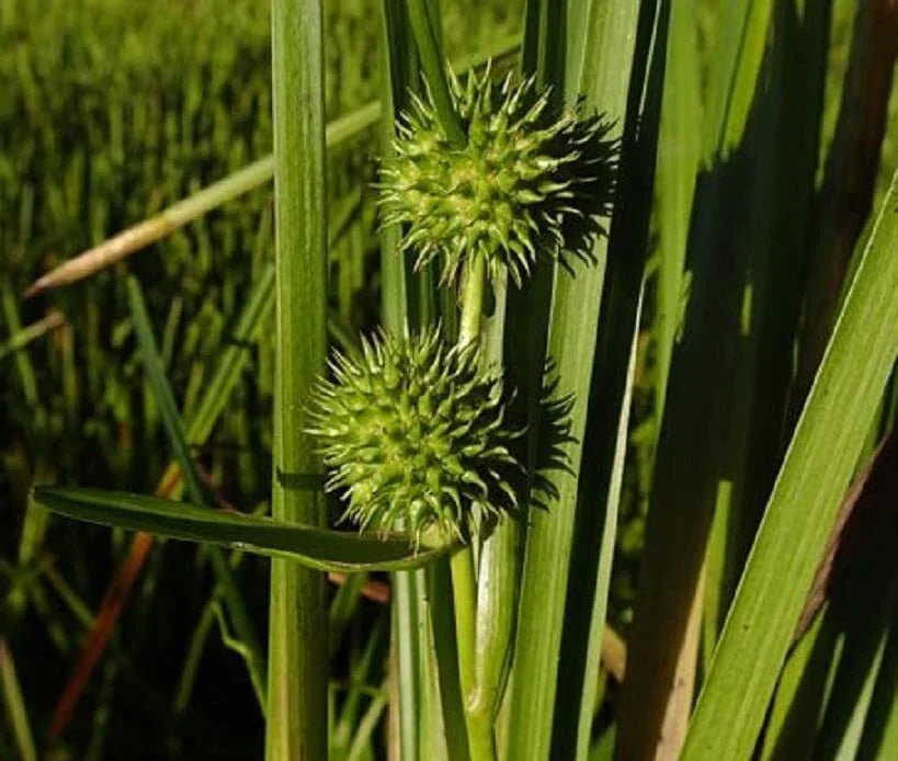 American Bur Reed Seeds - 50 Pack, Aquatic Perennial, Wetland Plant, Sparganium americanum, Water Garden, Pond Plant