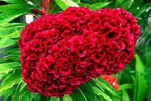 Exotic Cockscomb Seeds - 200+ Celosia cristata Garden Flower Seeds for Bright Colorful Blooms in Full Sun