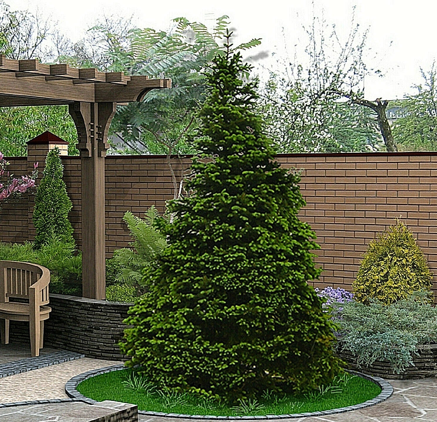 Norway Green Spruce Seeds - 50 Pack for Christmas Tree, Landscaping & Garden, Picea abies
