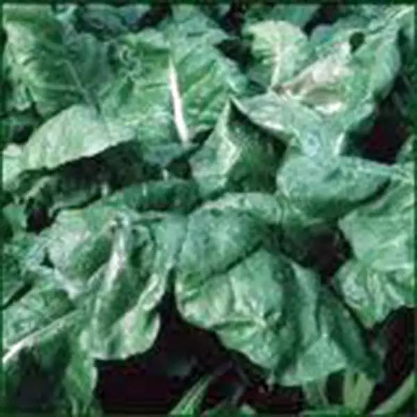 Heirloom Spinach Seeds Non-GMO 100 Seeds Spinacia oleracea America Variety