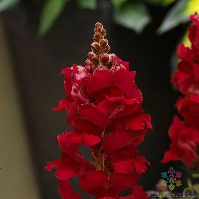 Sonnet Crimson Snapdragon Seeds - 1000+ Pack, Antirrhinum majus, Garden Flowers for Borders & Containers, Attracts Pollinators