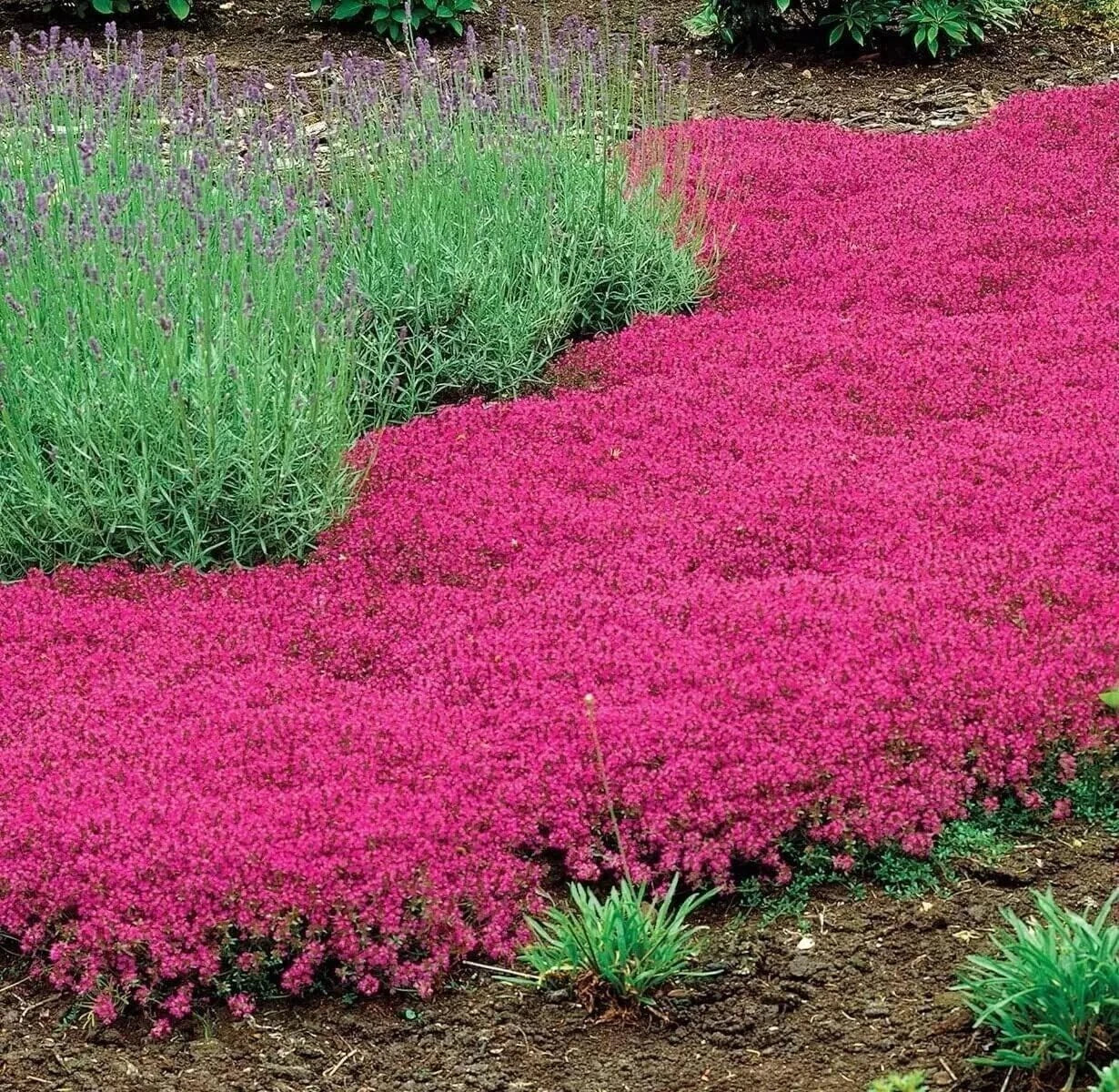 Red Creeping Thyme Seeds - 1000+ Non-GMO Thymus serpyllum Groundcover