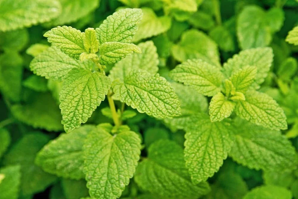 Lemon Balm Seeds for Planting, Melissa officinalis, Aromatic Culinary Herb, Easy to Grow Garden Herb, Pollinator Attractant