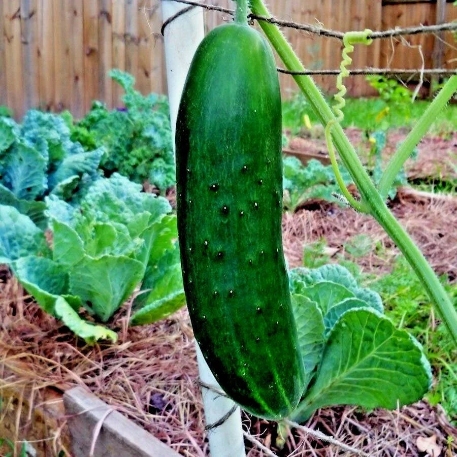 Organic Beit Alpha Cucumber Seeds - 41+ Pack for Greenhouse, Patio & Container Gardening | Cucumis sativus