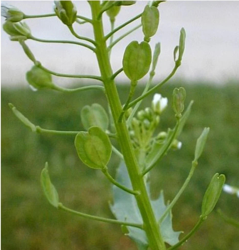 Field Pennycress Seeds - Organic Thlaspi arvense - Ground Cover, Erosion Control, Pollinator-Friendly, 50+ Seeds
