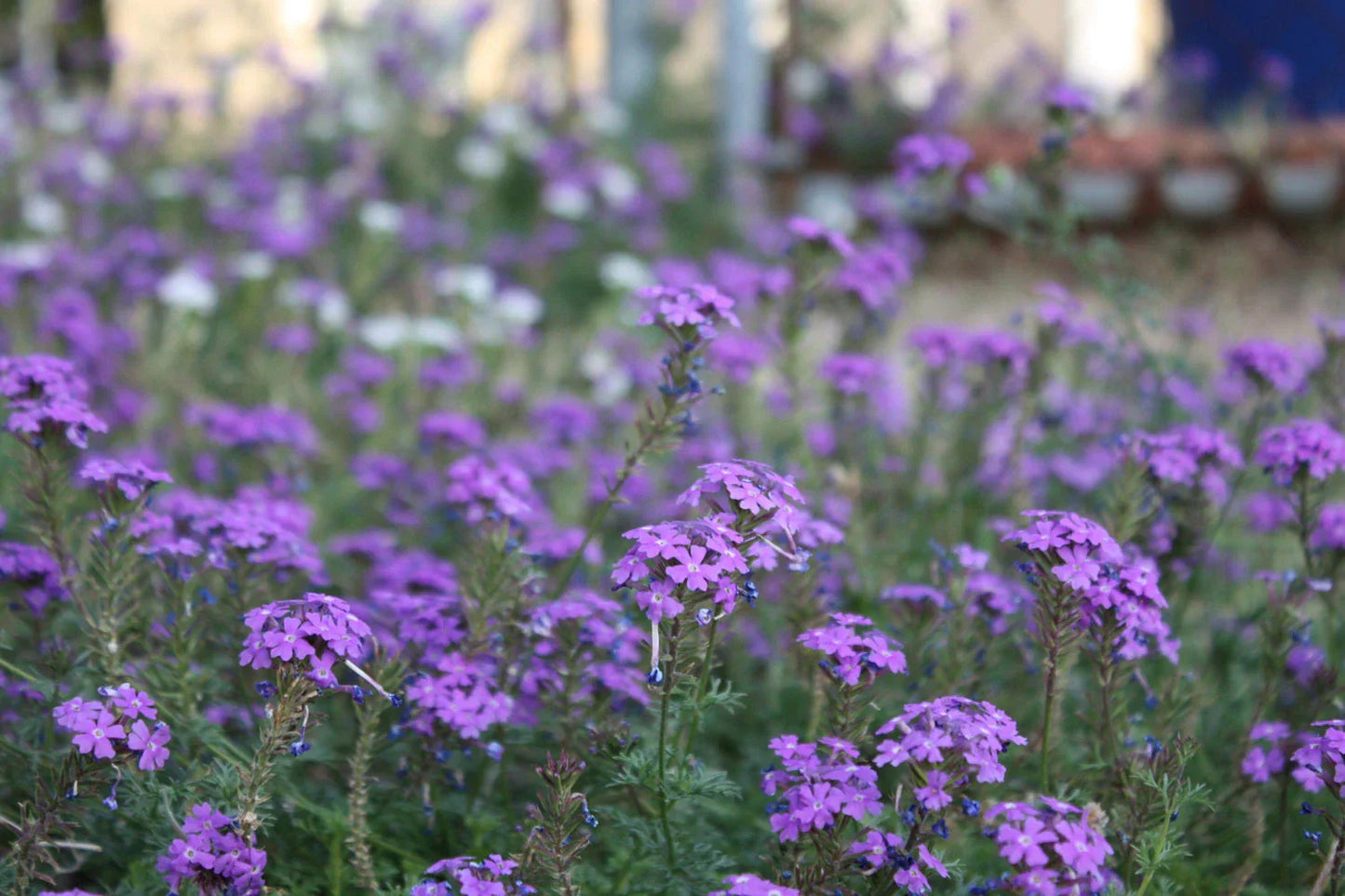 Moss Verbena Seeds - Perennial Ground Cover with Creeping Purple Flowers - Verbena bonariensis