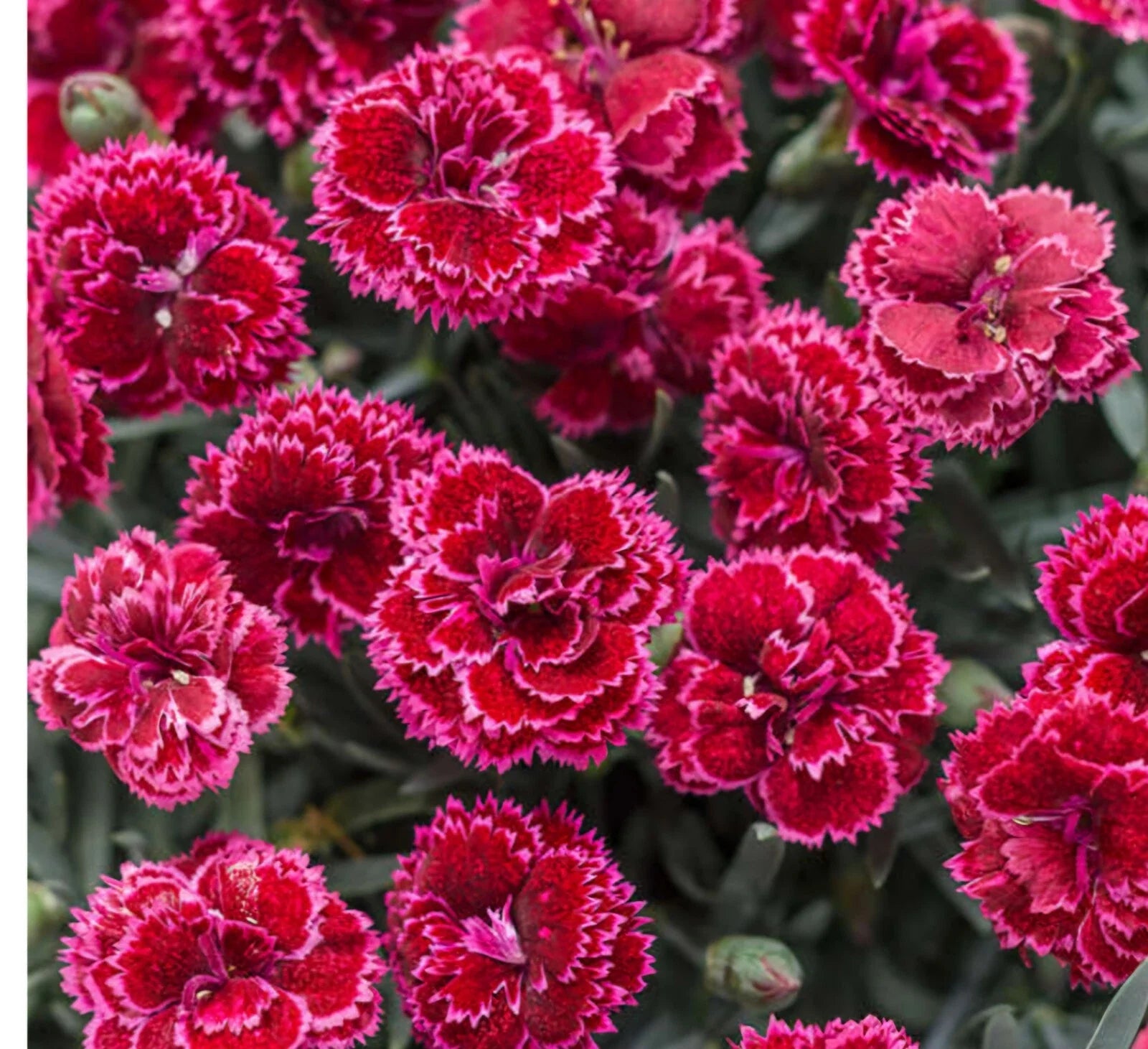 Black Cherry Frost Dianthus Plant - Bare Root Perennial with Vibrant Red & Pink Blooms - Dianthus spp. Garden Ready