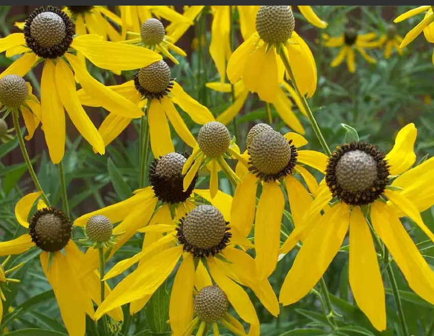 Grey-Headed Coneflower Seeds - 500 Non-GMO Echinacea atrorubens Perennial for Pollinators & Bees