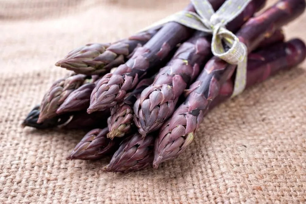 Purple Passion Asparagus Bare Root Plants - 2-Year Crowns, Live Asparagus, Edible Vegetable, Asparagus officinalis