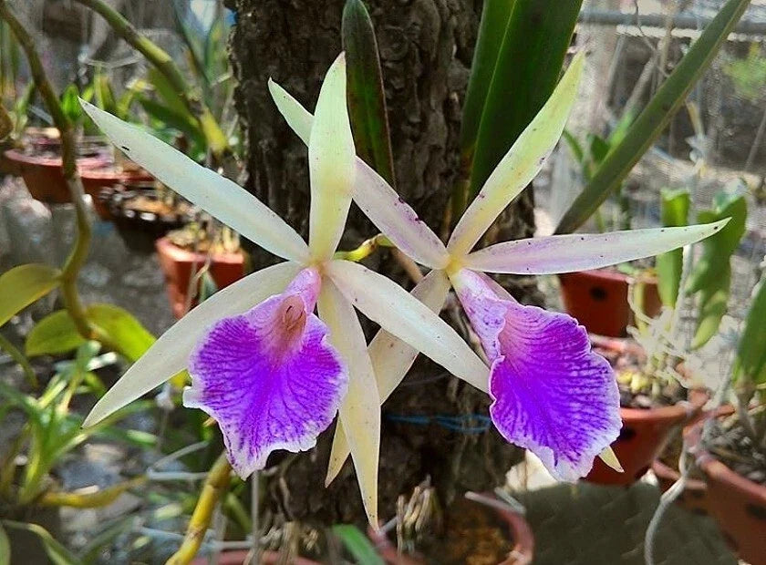 Brassocattleya Nok Noi Nodosa Orchid Plant – Fragrant White & Purple Blooms, 4" Pot, Exotic Houseplant, Orchidaceae