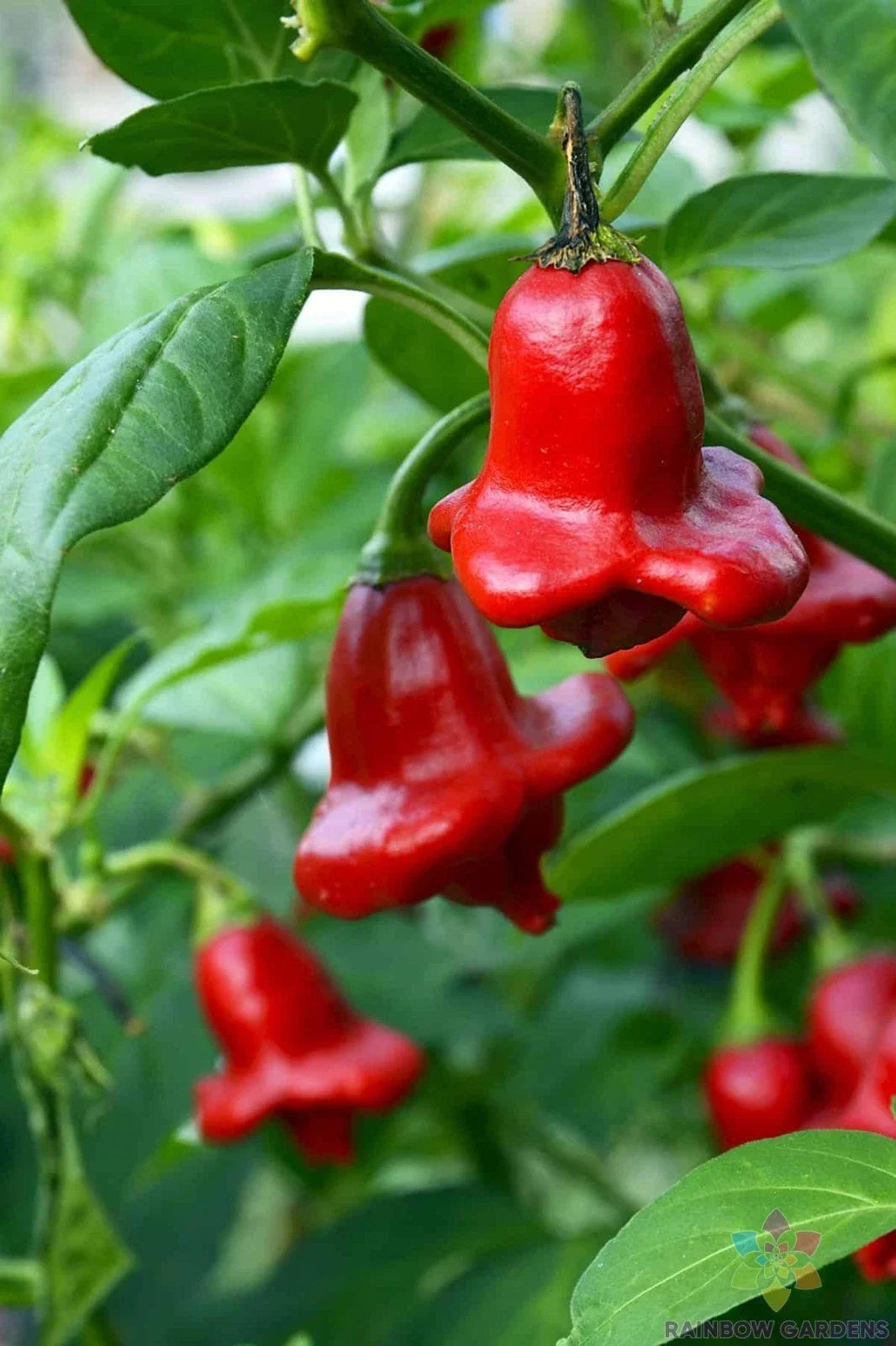 Bishop's Crown Hot Pepper Seeds - 25+ Pack, Capsicum baccatum, Fruity, Mildly Spicy, Unique Crown Shape, Non-GMO, for Garden & Container Planting