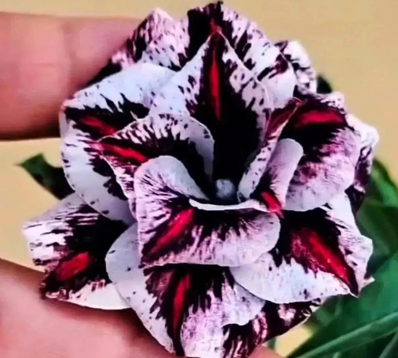 Desert Rose Adenium Obesum Seedling - Psychedelic Dream, Small Rooted Plant, 4-6 Inches, Exotic Succulent, Indoor Outdoor