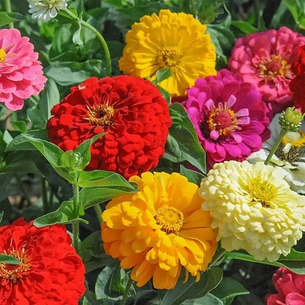 Zinnia Seeds - 100+ Sunshine Hybrid Mix - Colorful Flower Garden Seeds - Zinnia elegans - Annual, Full Sun, Easy to Grow