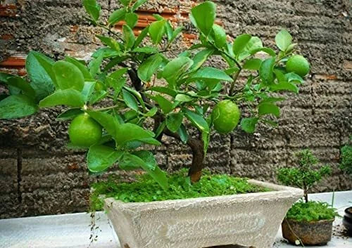 Dwarf Lime Bonsai Tree Seeds - Citrus aurantiifolia - Indoor Planting, Compact Growth, 20+ Seeds