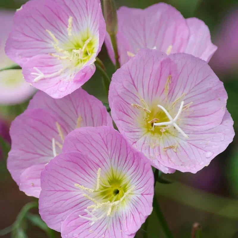 Showy Evening Primrose Seeds | Non-GMO Oenothera speciosa Flowering Garden Seeds | Perennial for Borders & Wildflowers