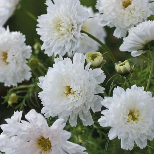 Double Click Snow Puff Cosmos Seeds - 200+ White Flower Seeds for Garden, Cut Flowers, Cosmos bipinnatus