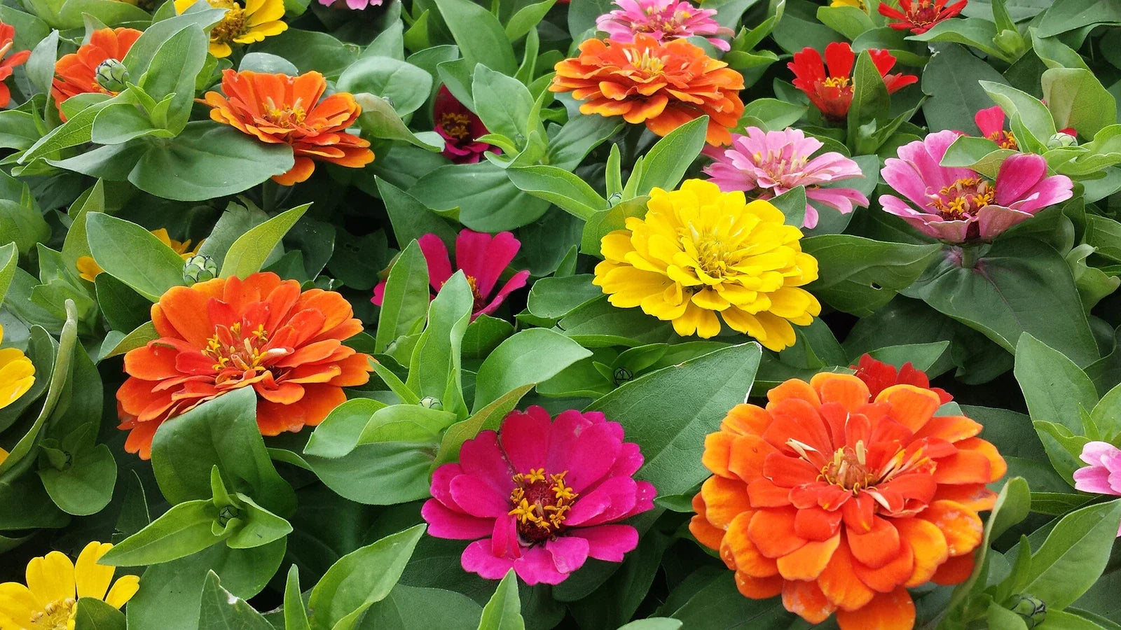 Zinnia Seeds - Short Stuff Mix - Colorful Annual Flower Garden Seeds - Zinnia elegans - Compact, Bushy, Full Sun