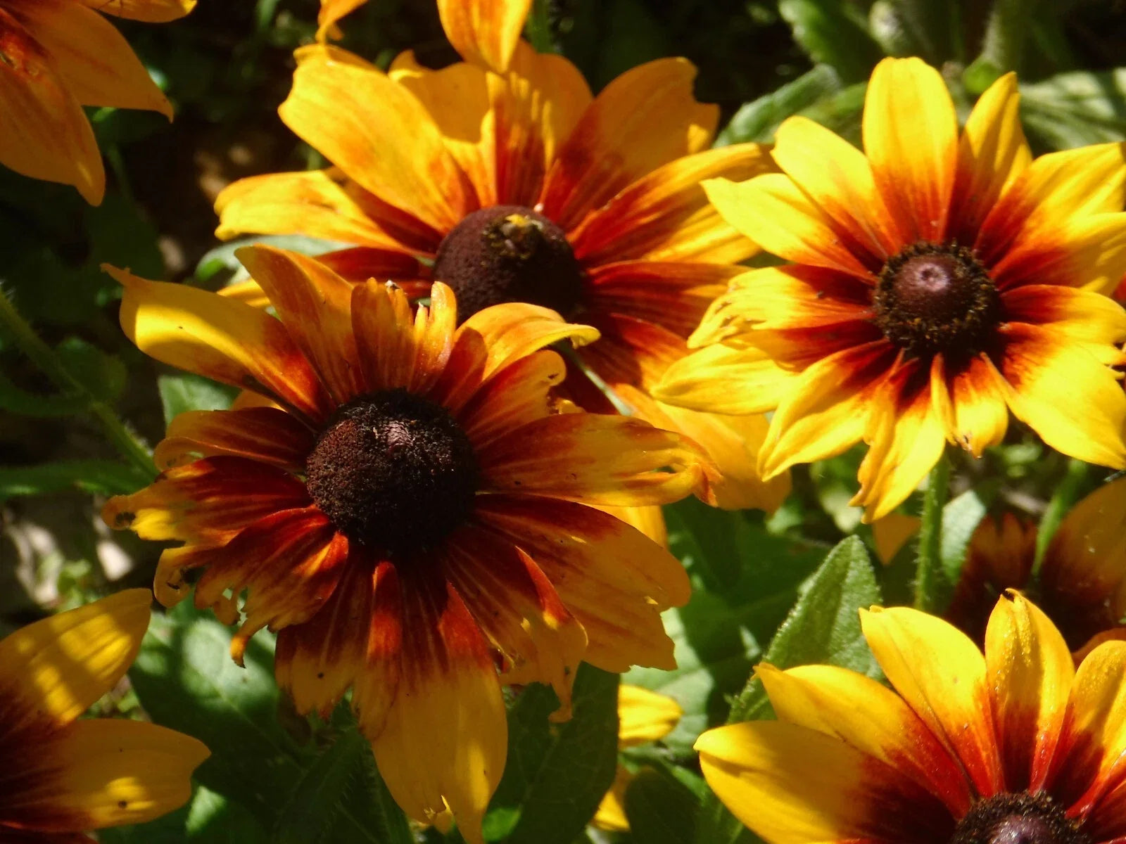 Rudbeckia Seeds - Autumn Colors - 25 Pack - Black-Eyed Susan - Rudbeckia hirta - Perennial Flowers for Garden, Borders, and Cut Flowers