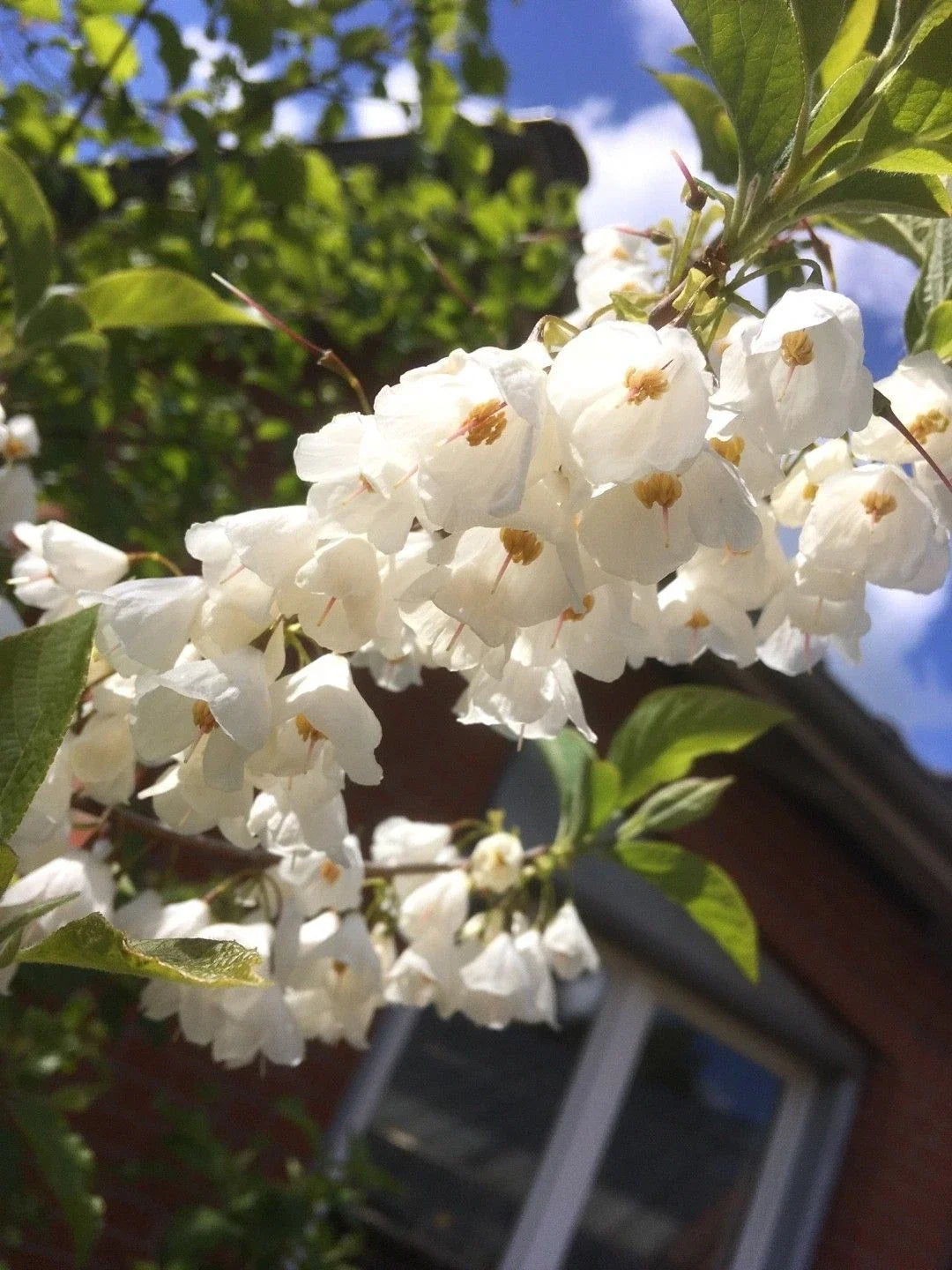 Carolina Silverbell Cuttings 10 Pack, Halesia carolina, Deciduous Garden Plant, White Pink Bell Flowers, Rare Tree Propagation