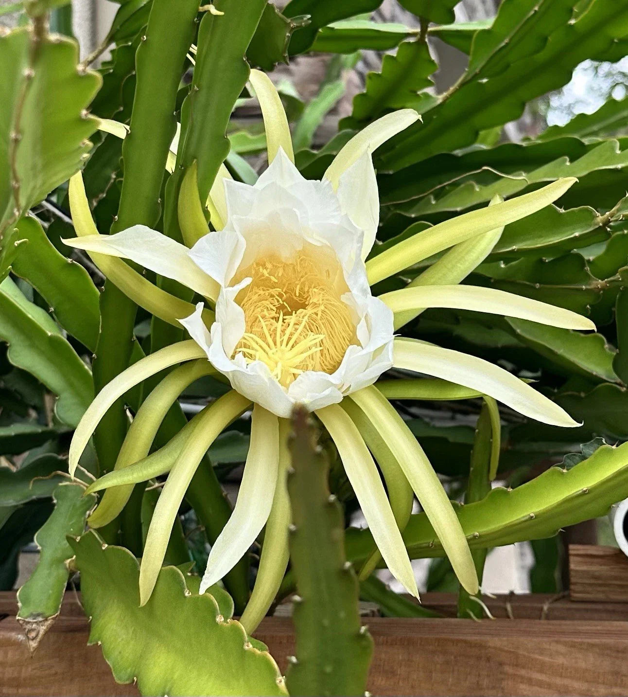 Dragon Fruit Cuttings 8-10 Inch Fresh Pitaya Varieties Hylocereus spp. for Propagation