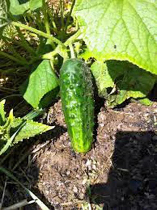 Heirloom Cucumber Seeds, 50 Pack, Boston Pickling Variety, Non-GMO, Cucumis sativus for Pickling and Home Garden