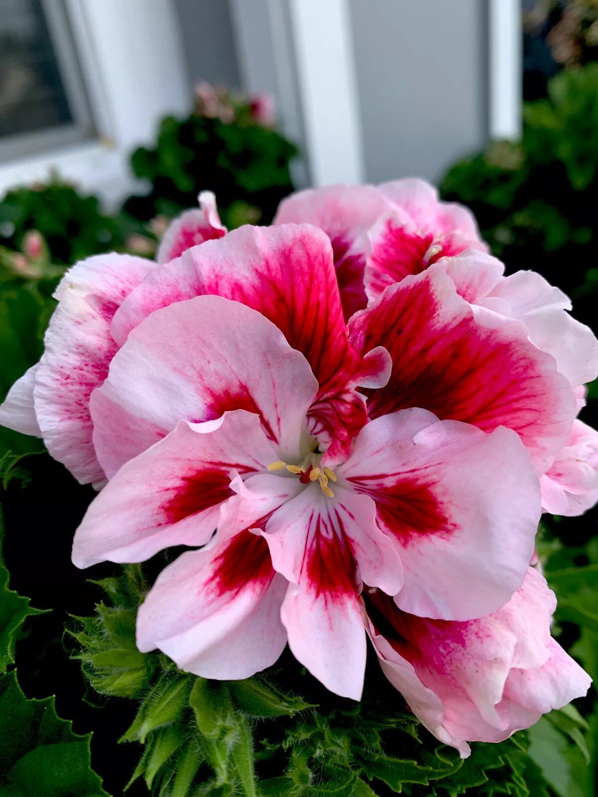 Geranium Starter Cuttings 2 Pack White/Mahroon Perennial Pelargonium spp.