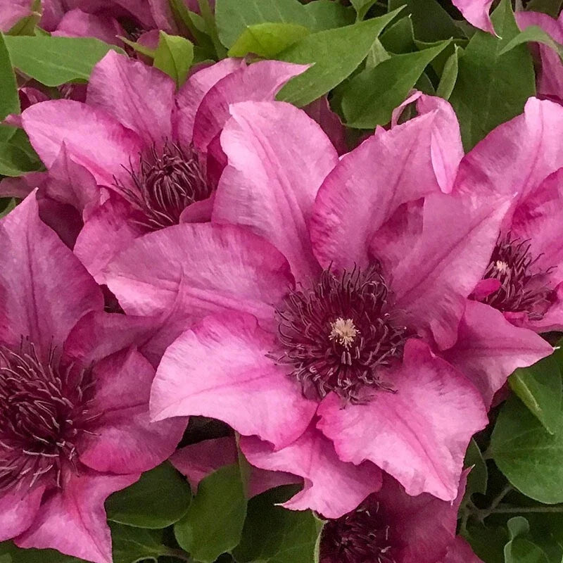 Elodie Clematis Seeds - Climbing Perennial Vine - Soft Pink Blooms - Clematis 'Elodie' - Garden Plant Pack of 25