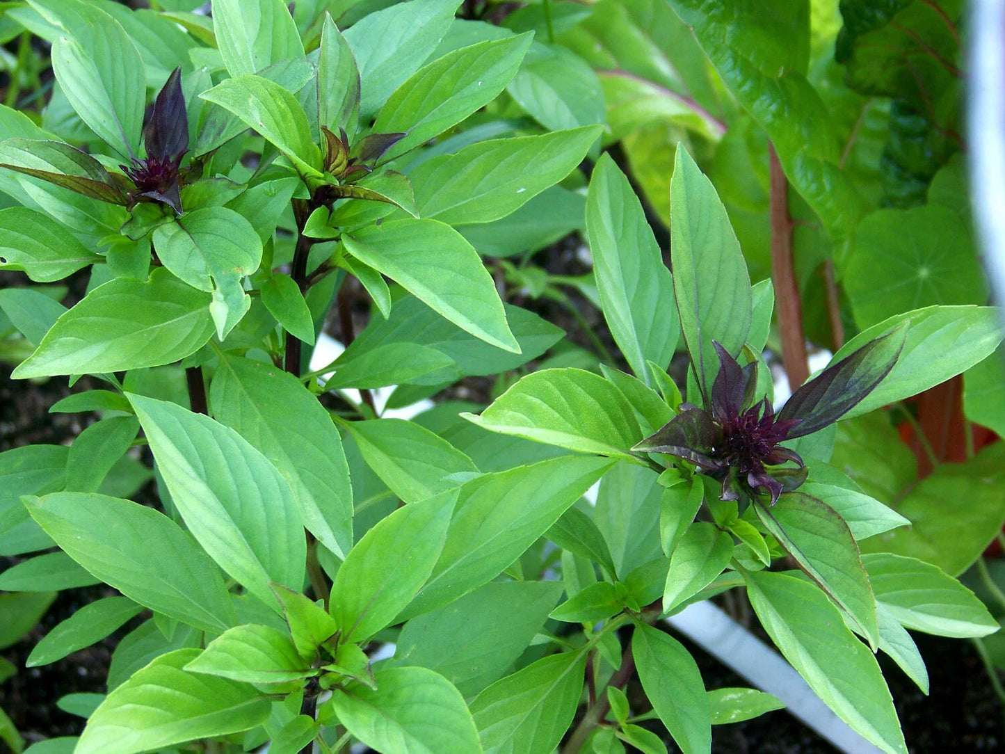 Thai Basil Seeds - Horapha Variety, NON-GMO, Anise Flavor, Compact Growth, Multiple Sizes, Free Shipping