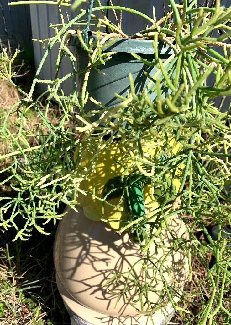 Fresh Rhipsalis Prismatica Cuttings - Rare Orchid Cactus Propagation Material for Indoor Gardens
