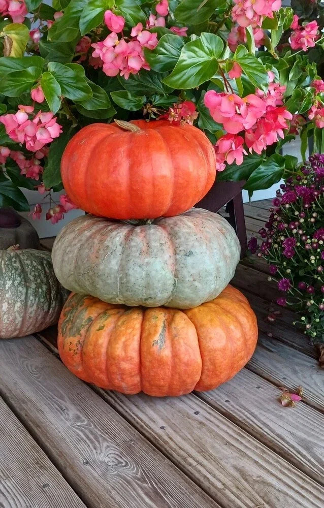 Stacker Pumpkin Mix Seeds (10 Seeds) - Heirloom Cucurbita pepo Vegetable Seeds