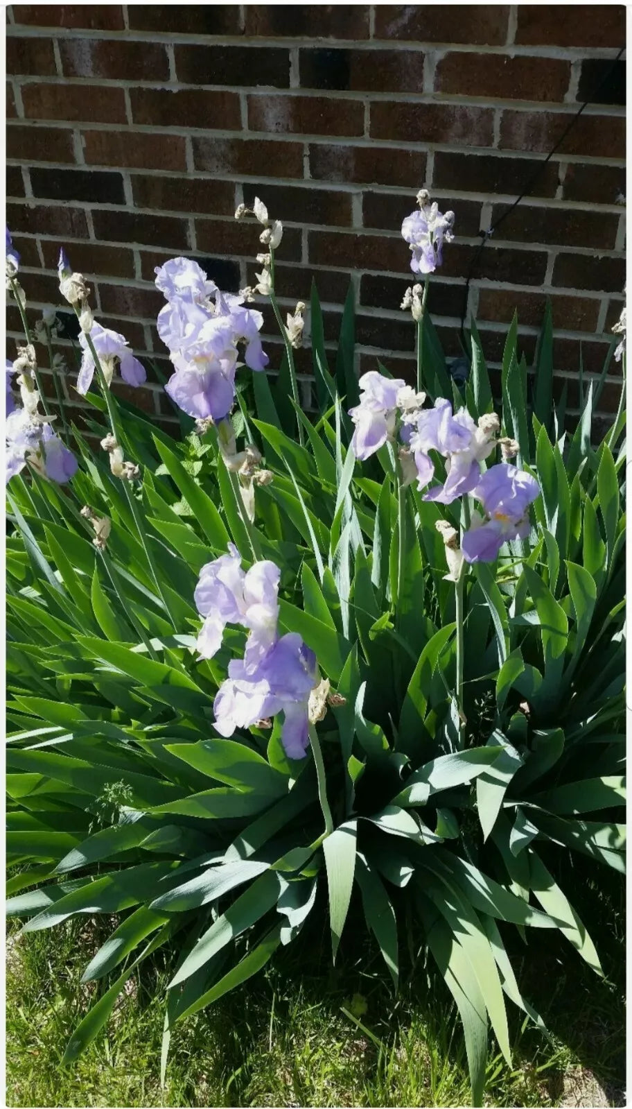 Tall Iris Plants - 2 Rhizomes - Vintage Lilac/Blue Perennial Iris germanica