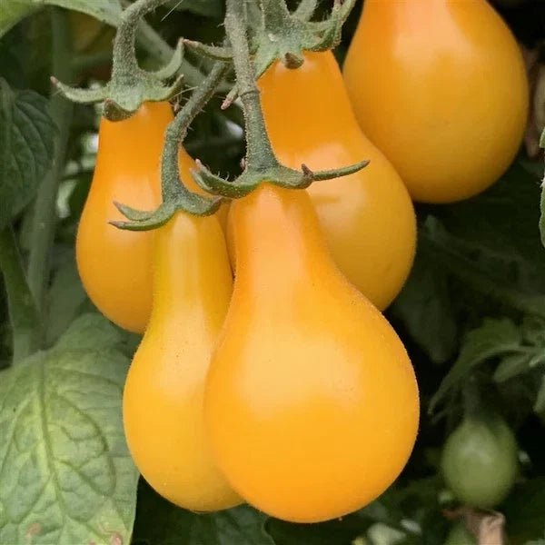 Organic Yellow Pear Cherry Tomato Seeds - 40 Pack, Heirloom, Solanum lycopersicum, Non-GMO, USA Grown, Free Shipping