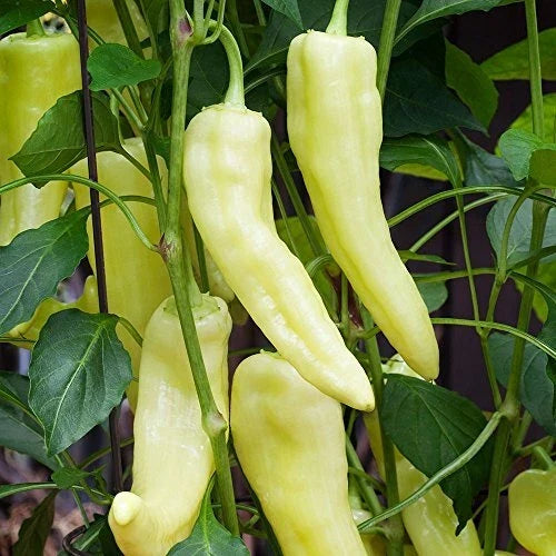 Sweet Banana Pepper Seeds - Heirloom Non-GMO Capsicum annuum for Gardening, Salad, Salsas, and Grilling