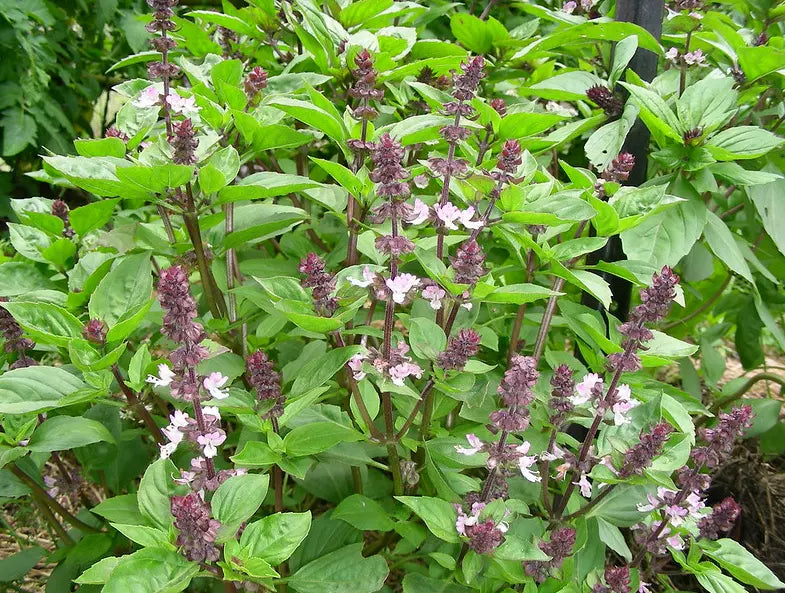 500 Anise Persian Basil Seeds - Ocimum basilicum - Black Licorice Flavor Culinary Herb