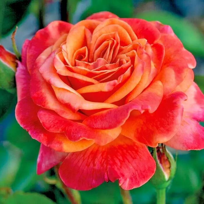 Rose Bush Arizona 1-2 Ft Orange Yellow AARS Winner Rosa spp. Bare Root Garden Plant