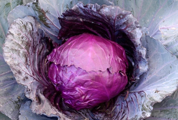 Red Acre Cabbage Seeds - Organic Brassica oleracea var. capitata for Home Gardening, Fresh & Pickling