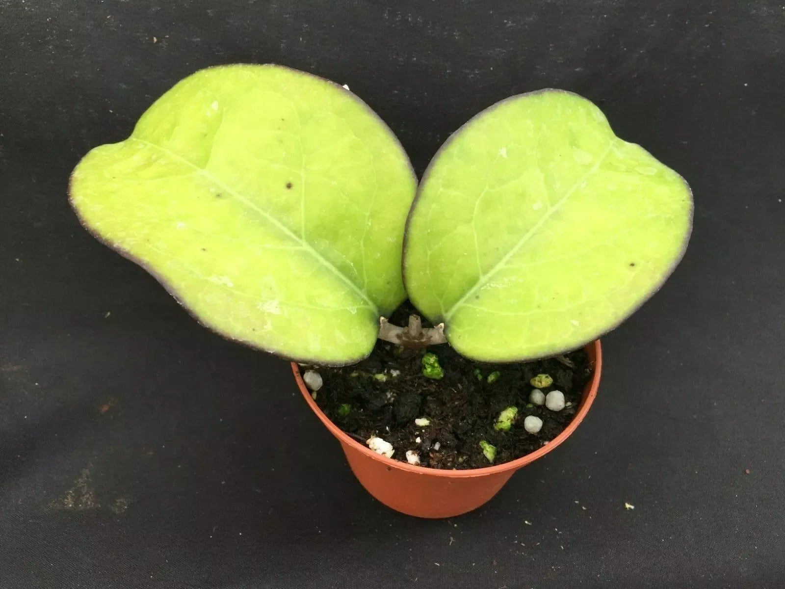 Hoya vitellina Rooted Plant in 3" Pot, Rare Indoor Houseplant, Trailing Vine, Easy Care, Drought Tolerant