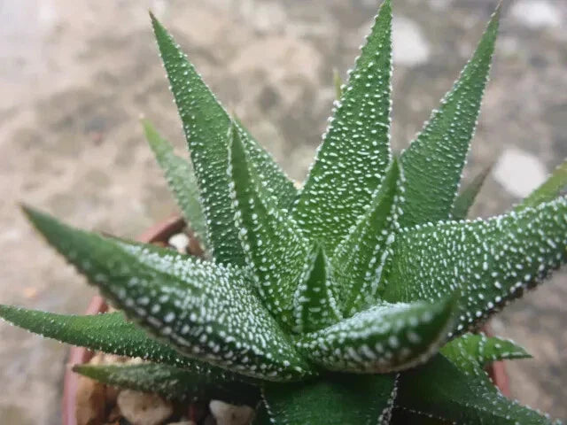 Haworthia Attenuata Radula 3 Inch Potted Succulent Indoor Plant