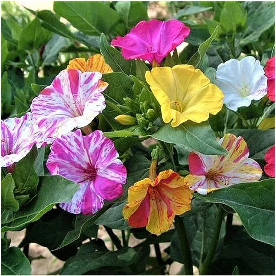 Four O'Clock Seeds - 100+ Broken Colors - Tender Perennial - Mirabilis jalapa - Flower Seeds for Garden, Pollinator Attracting