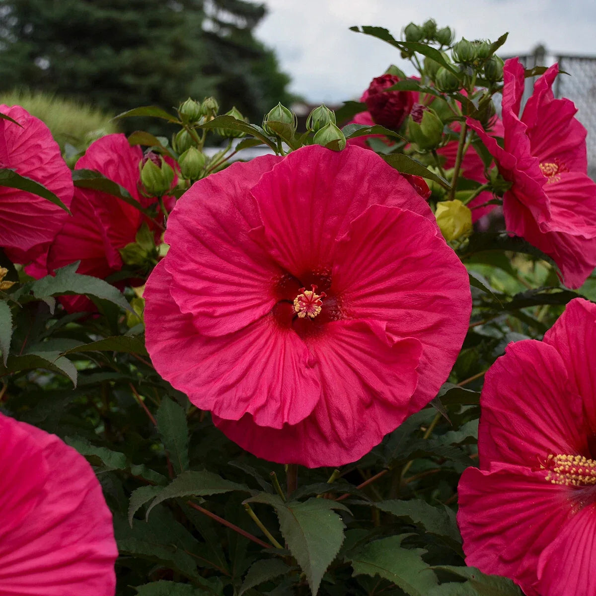 Bush Hibiscus Plant 2.5" Pot Summer in Paradise Hibiscus rosa-sinensis Hardy Shrub