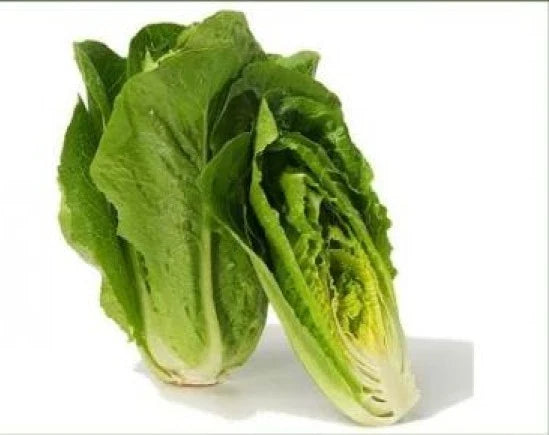Fresh Heirloom Romaine Lettuce Seeds - Parris Island Cos, Organic, Non-GMO, 100 Pack for Salad Gardening