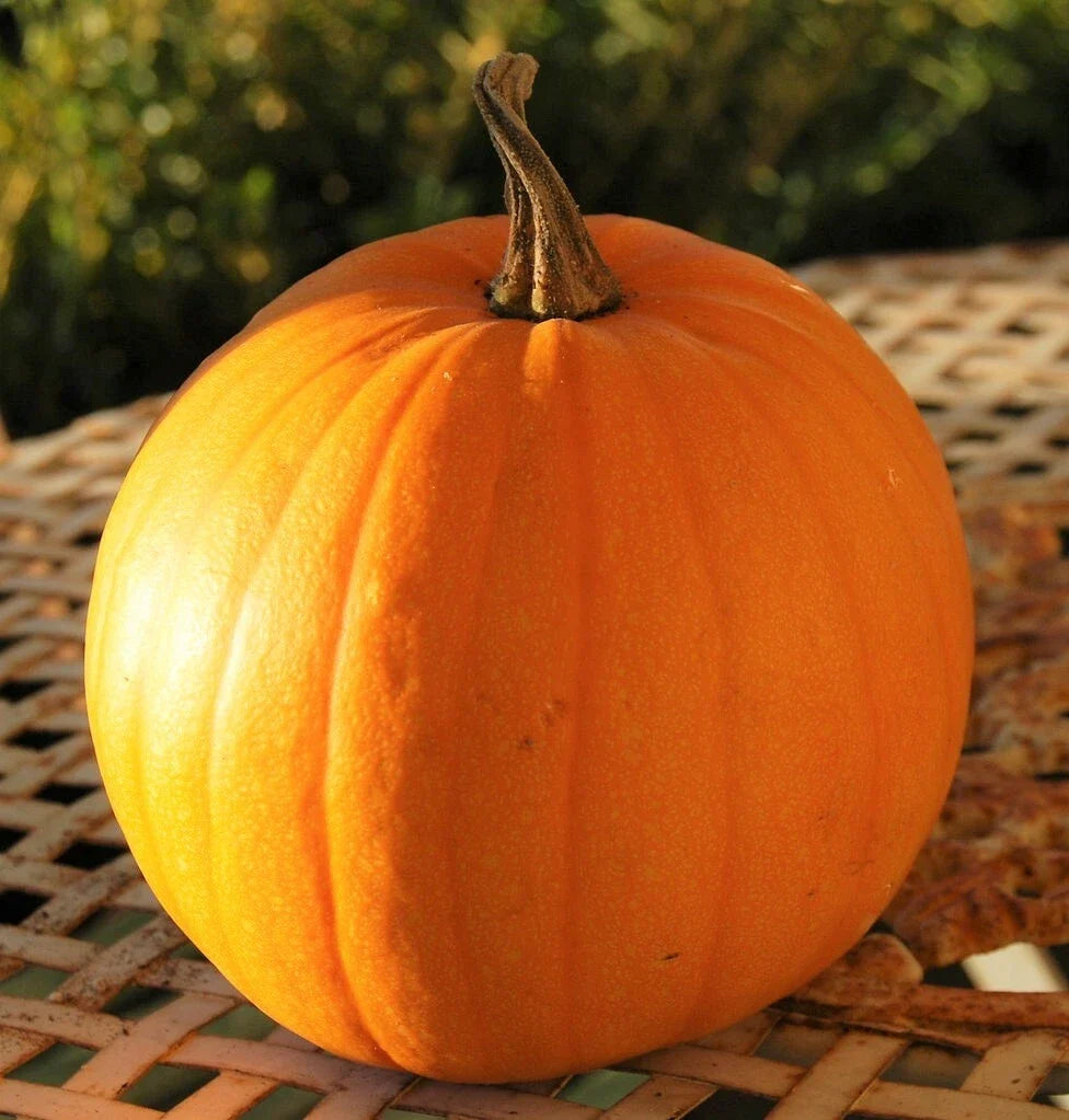Connecticut Field Pumpkin Seeds | Heirloom Cucurbita pepo for Fall Planting | Large Round Pumpkins for Decoration & Cooking
