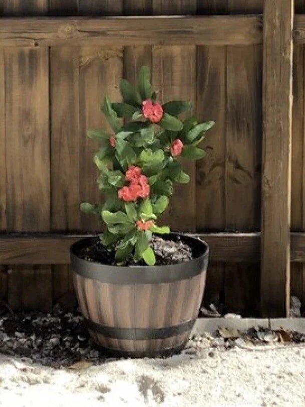 Crown of Thorns Cutting 4-5 Inches Big Red Flowers Euphorbia milii Succulent Indoor Plant
