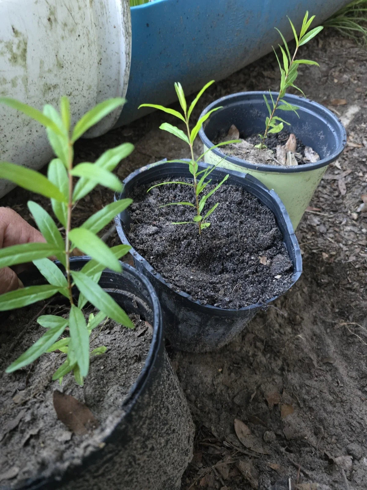 Pomegranate Tree Seedling - Parfianka Variety, Edible Fruit, Compact Growth, Punica, 12-Inch Bare Root Plant