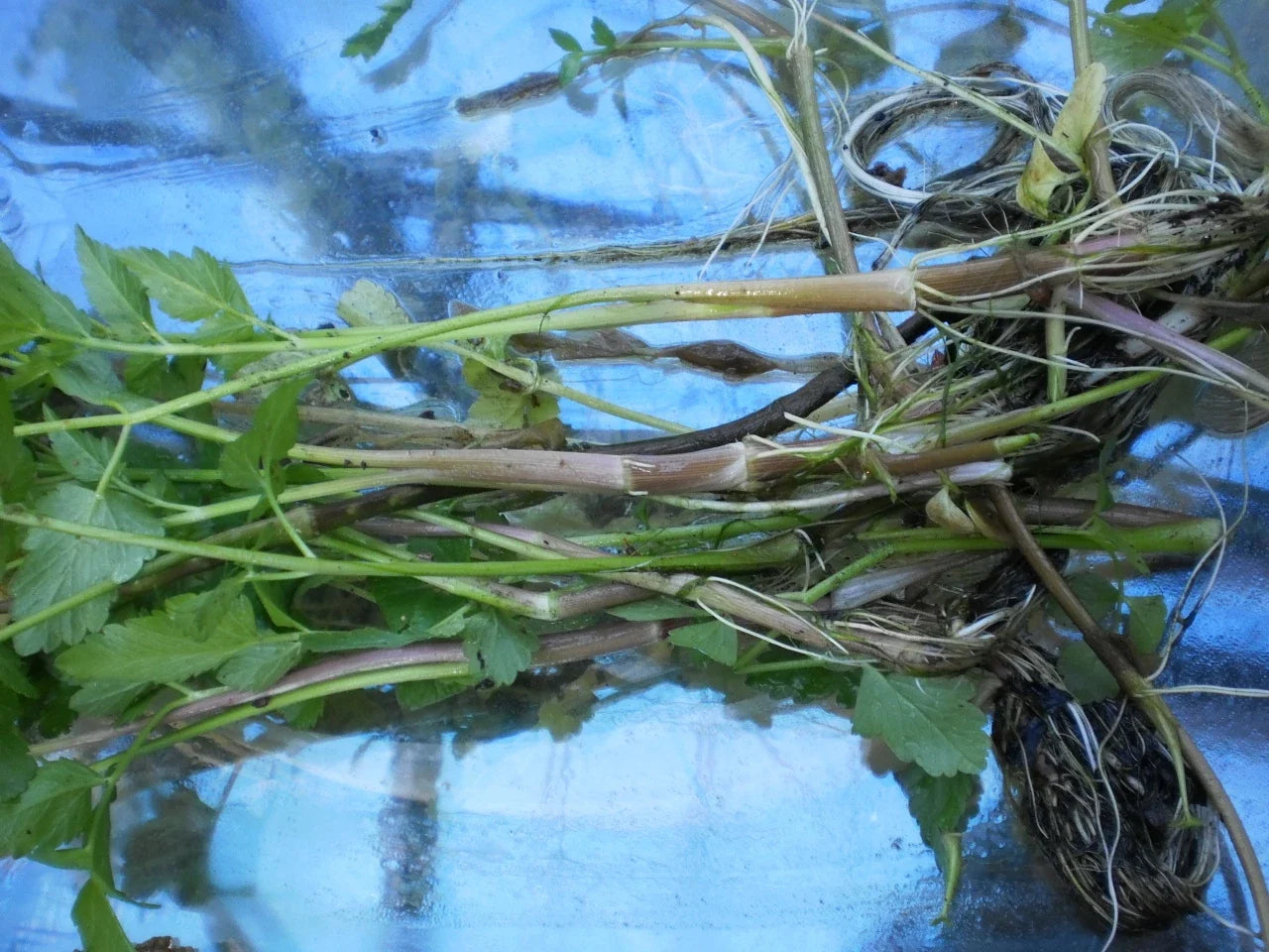 Korean Watercress Plants - 12 Bare Roots + 12 Free Minari Nasturtium officinale for Home Garden & Aquaponics