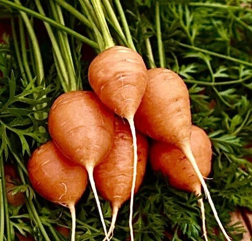 Parisian Carrot Seeds - Organic Non-GMO Vegetable Garden Seeds for Container Growing - Daucus carota