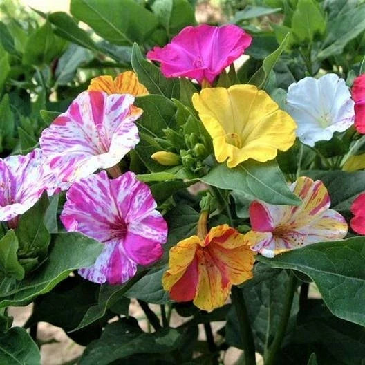 Four O'Clock Seeds - 25 Non-GMO Mirabilis jalapa Broken Colors Annual Perennial Garden Flowers