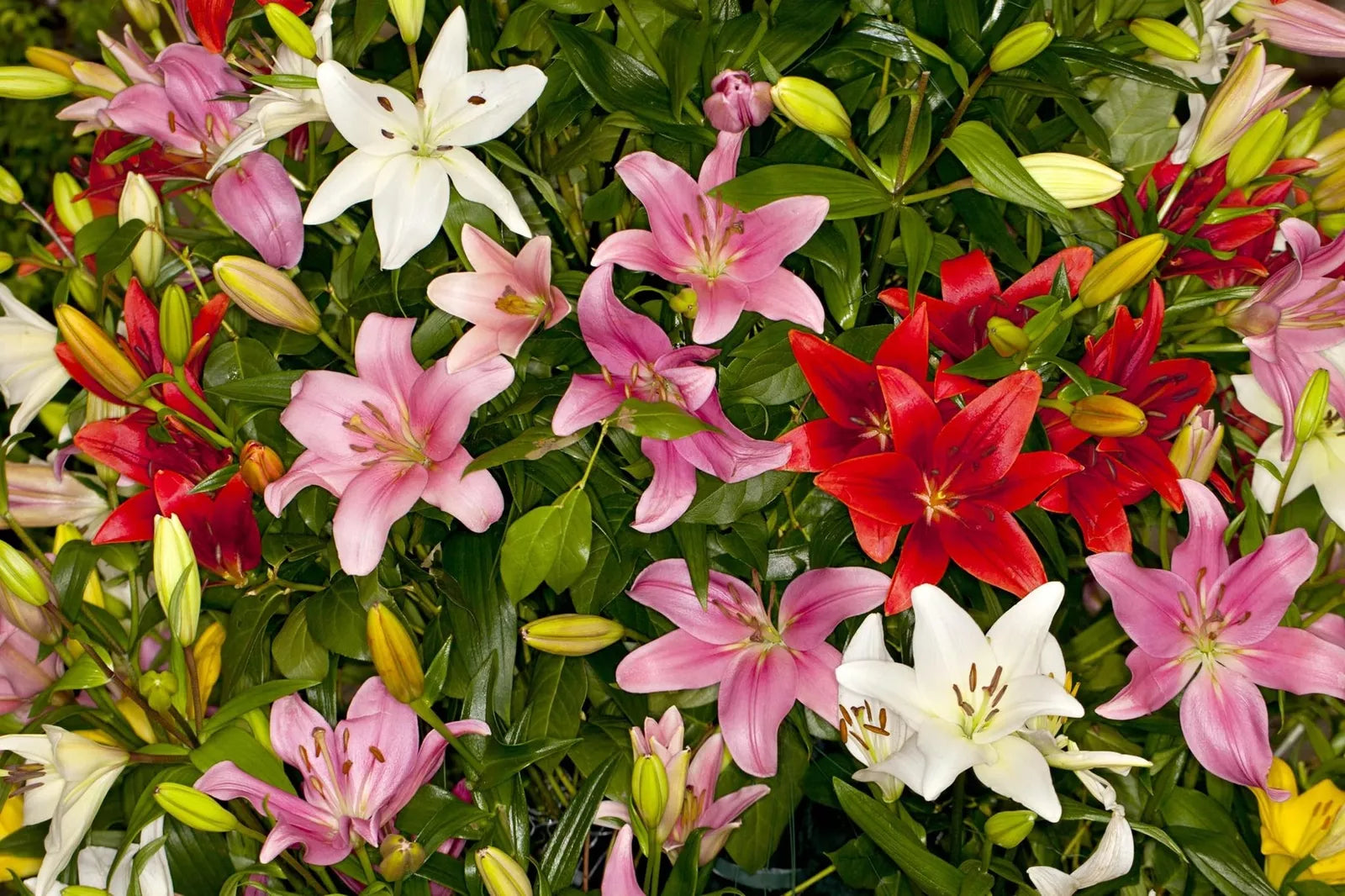 Asiatic Lily Bulbs - 6 Fresh Lilium asiaticum Flowers for Planting, Easy-to-Grow Bulbs, Garden, Border, Container